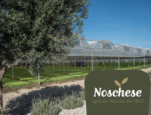 Azienda Agricola Noschese